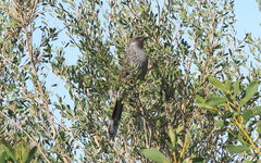 Anthochaera chrysoptera