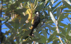 Phylidonyris novaehollandiae