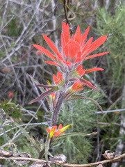 Castilleja subinclusa