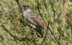 Anthochaera chrysoptera