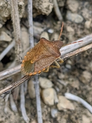 Peribalus strictus strictus