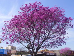 Handroanthus heptaphyllus