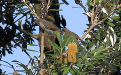 Anthochaera chrysoptera