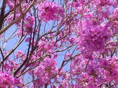 Handroanthus heptaphyllus