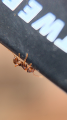 Tetramorium immigrans
