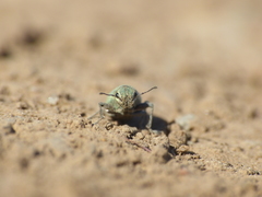 Pantomorus viridisquamosus