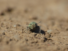 Pantomorus viridisquamosus