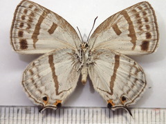 Antigius attilia