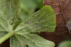 Peronospora conglomerata