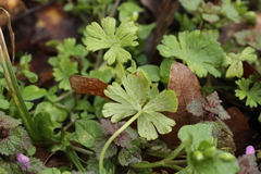 Peronospora conglomerata