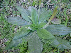 Plantago