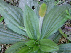Plantago