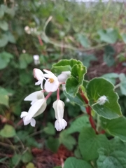 Begonia fischeri