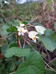 Begonia fischeri