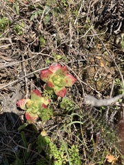 Dudleya farinosa