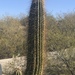 Echinopsis terscheckii - Photo (c) CK Kelly, some rights reserved (CC BY), uploaded by CK Kelly
