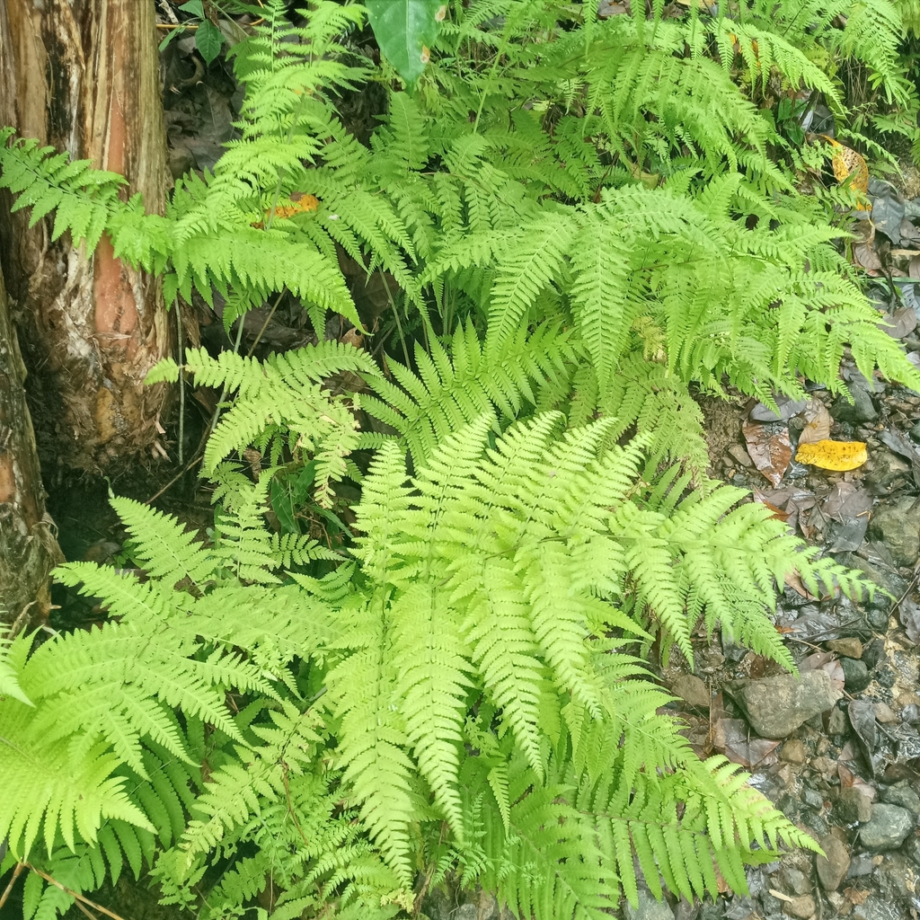 Mariana Maiden Fern from Lonoy on March 14, 2021 at 09:35 AM by Beah