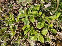 Stachys recta
