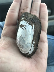 Sagittunio subrostratus