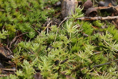 Spergula morisonii
