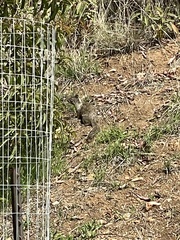 Otospermophilus beecheyi nesioticus