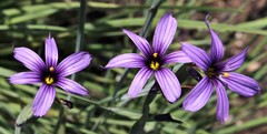 Sisyrinchium hitchcockii