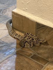 Crotalus culminatus