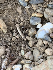 Prenolepis imparis