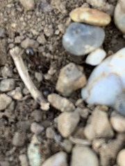 Prenolepis imparis