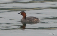 Tachybaptus ruficollis
