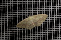 Periclina