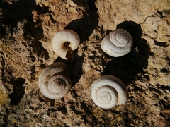 Xerolenta obvia
