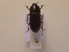Uloma tenebrionoides