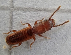 Leptophloeus clematidis