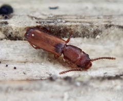 Leptophloeus clematidis