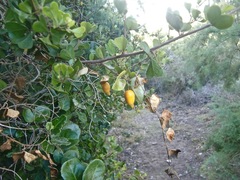 Kedrostis nana