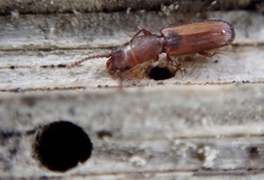 Leptophloeus clematidis