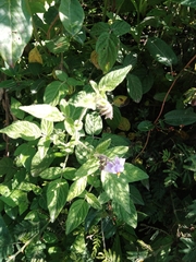 Solanum caripense