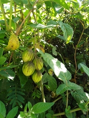 Solanum caripense