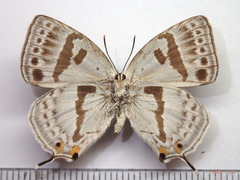 Antigius attilia