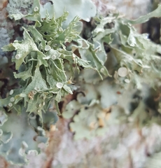 Ramalina complanata