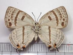Antigius attilia