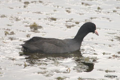 Fulica atra
