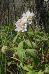 Hydrophyllum capitatum thompsonii