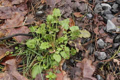 Puccinia lapsanae