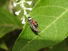 Eudiagogus episcopalis