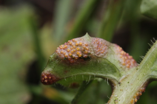 Nipplewort Rust