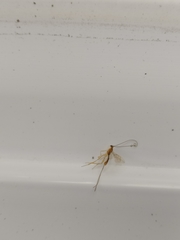 Macrocentrinae