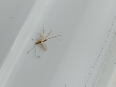 Macrocentrinae