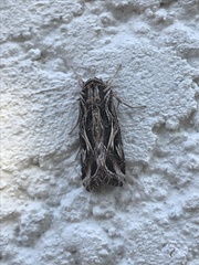 Spodoptera pulchella